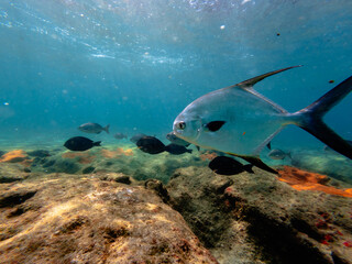 Fototapeta premium underwater view of Pompano fish swimming in ocean with coral reef