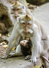 Monkey carries baby underneath clinging to parent.