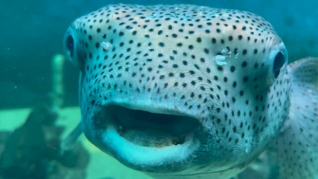 Blow fish or Baiacu swming inside a water tank