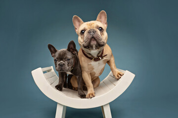 portrait of two French Bulldogs