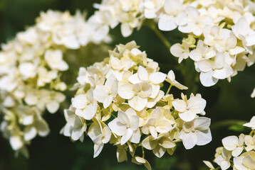 Smooth Hydrangea flowers closeup, Hydrangea arborescens green white flowers in garden