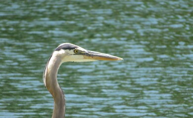 Great blue heron head on green water background, closeup