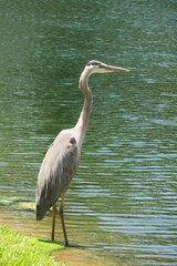 Blue great heron (ardea cinerea) at the pond in Florida wild, closeup
