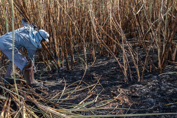 Piracicaba, Sao Paulo, Brazil. April 04, 2008. Manual labour harvest sugar cane on the field in Brazil