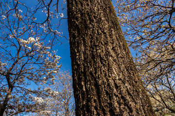 Ipes white tree flowering grove with selective focus in the municipality of Marilia