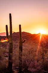 Cactus and orange golden sunset in the Sonoran Desert mountains in Phoenix Arizona