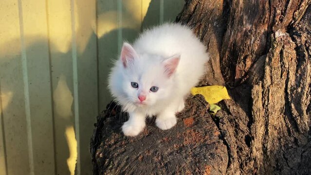 Frightened small kitten with blue eyes sits on tree trunk. Domestic fluffy animal with white fur attentively stares on sunny day closeup