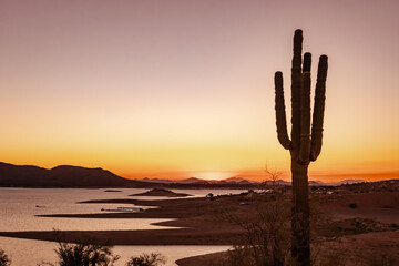 Saguaro cactus and pink sunset at Sonoran Desert Lake Pleasant in Phoenix Arizona