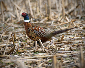 Ring Necked Pheasant