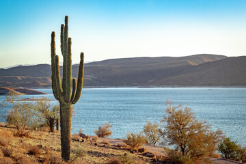 Saguaro cactus and mountains at Lake Pleasant in the Phoenix Arizona Sonoran Desert 