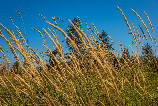Reed canary grass, a very tall ornamental grass a species of Phalaris. Tall yellow grass and blue sky in the background