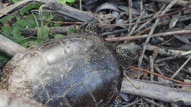 marsh turtle in a clearing, top view
