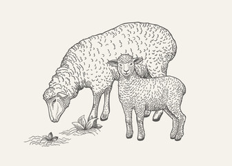 Illustration with grazing sheep and lamb.