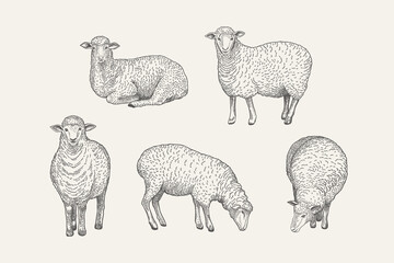 Set with sheep. Drawing.