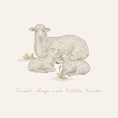 Sheep and little lambs.