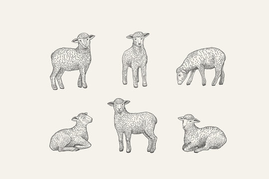 Set with lamb.