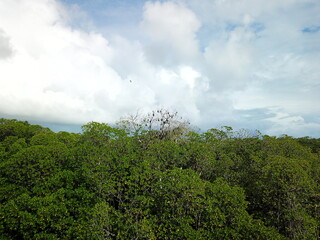 Utwe Biosphere Reserve in Kosrae, Micronesia （Federated States of Micronesia）