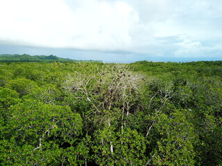 Fototapeta na wymiar Utwe Biosphere Reserve in Kosrae, Micronesia （Federated States of Micronesia）