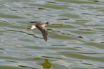 Lesser Yellow legs Sandpiper in flight with wings spread along waterfront