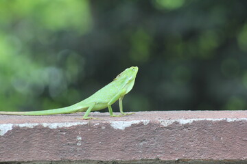 Green chameleon on the fence