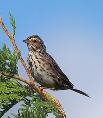 A juvenile Savannah Sparrow on a cedar branch with blue sky