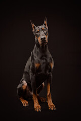 Portrait of a Doberman on black background