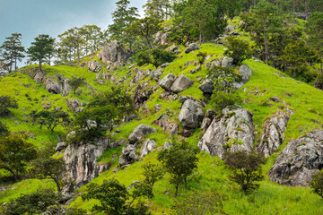 Fototapeta na wymiar grass on the rocky mountain