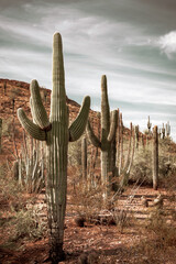 Saguaro cactus in a field in the Sonoran Desert in Phoenix Arizona Botanical Garden