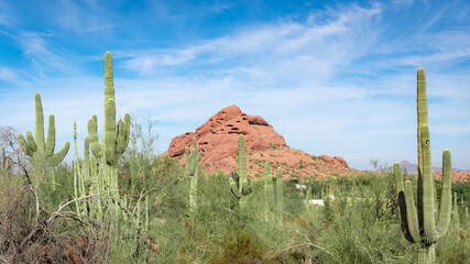 Saguaro cactus and rock mountain in a field in the Sonoran Desert in Phoenix Arizona Botanical...