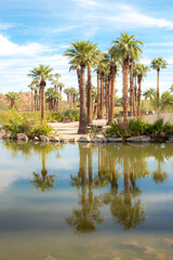 Fototapeta na wymiar Palm trees water reflection oasis and mountains in the desert at Papago Park in Phoenix Arizona