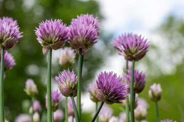 Close up full frame texture background of chives flowers (allium schoenoprasum) in full bloom in a sunny herb garden