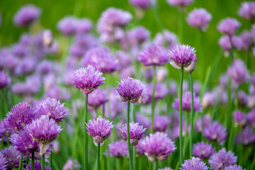Close up full frame texture background of chives flowers (allium schoenoprasum) in full bloom in a sunny herb garden