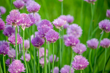 Close up full frame texture background of chives flowers (allium schoenoprasum) in full bloom in a sunny herb garden