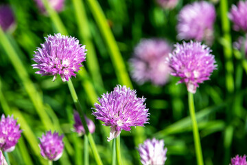 Close up full frame texture background of chives flowers (allium schoenoprasum) in full bloom in a sunny herb garden