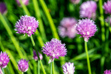 Close up full frame texture background of chives flowers (allium schoenoprasum) in full bloom in a sunny herb garden