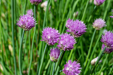 Close up full frame texture background of chives flowers (allium schoenoprasum) in full bloom in a sunny herb garden