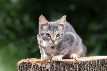 Fototapeta na wymiar Portrait of a small gray striped kitten sitting on a stump on the street.Cute kitten with beautiful big eyes.