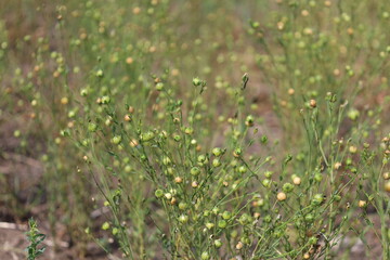 Green seed capsules of flax on the background of a green flax field