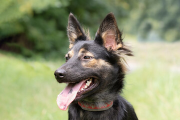 Portrait of a cute black dog with a spotted tongue.Tongue with dark spots in a dog.