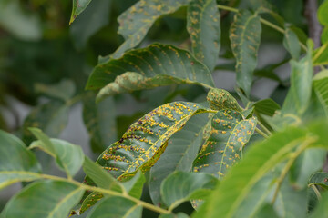 Walnuts on a tree. Disease pest on walnut leaves. Pest control concept.