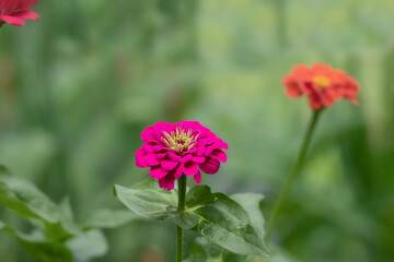 Natural delicate background with flowers in the garden.Red flowers on a natural green background.