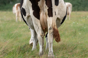 Cow with small nipples on the udder.A cow with a large udder grazes in a meadow, rear view.