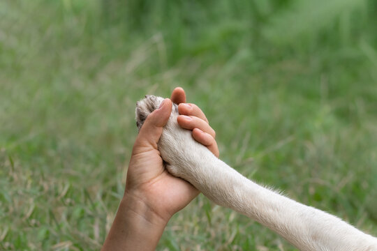 Womans hand holding a dogs paw. Conceptual image of friendship, trust, love, the help between the person and a dog.