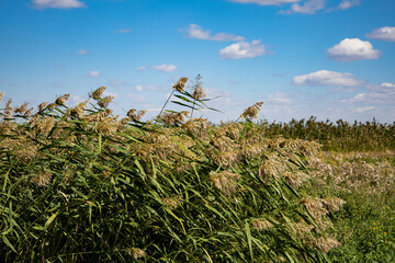 High reeds against the blue sky.