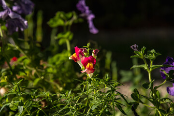 colored flower seedlings tinkerbell and bunnies conejito