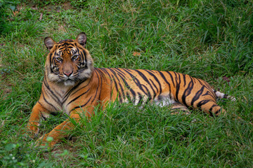 Fototapeta na wymiar portrait of a sumatran tiger