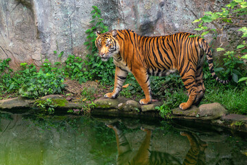 portrait of a sumatran tiger