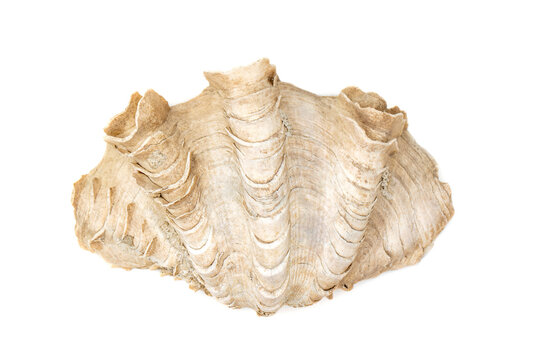 Image of Crocus Giant Clam (Tridacna crocea). on a white background. Sea shells. Undersea Animals.