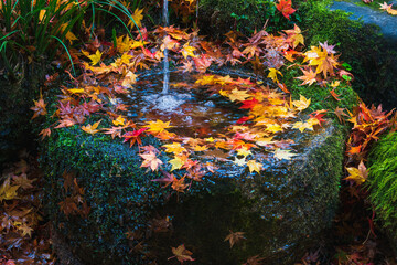 A fountain covered with maple leaves.