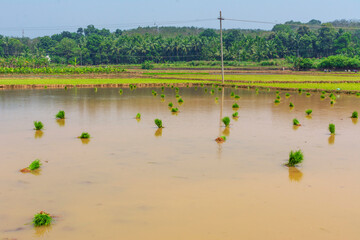 Paddy fields